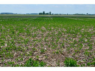 Property photo 145 - LAND AUCTION - 700+/- ACRES OFFERED IN 16 TRACTS IN ALLEN COUNTY, INDIANA